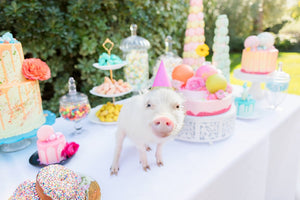A piglet decked out in a pink party hat stands on a table encircled by vibrant cakes and treats, capturing the whimsical essence of Gray Malin's Picnic Party II collection, akin to a scene at Parker Palm Springs.