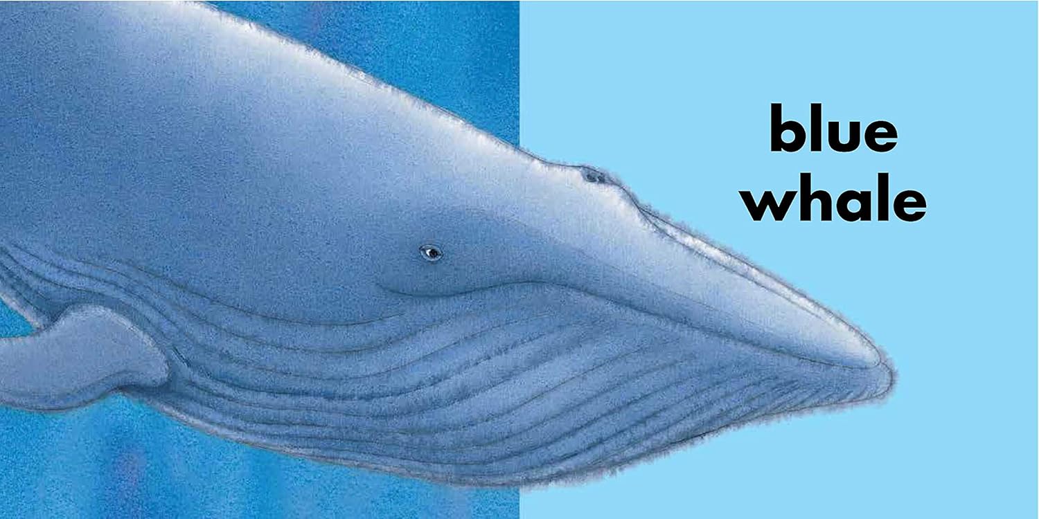 A playful illustration from The Rainbow Fish Colors by Simon & Schuster shows a blue whale on a blue background with "blue whale" in bold text—an engaging board book design to help teach colors.