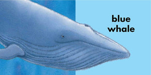 A playful illustration from The Rainbow Fish Colors by Simon & Schuster shows a blue whale on a blue background with "blue whale" in bold text—an engaging board book design to help teach colors.