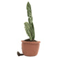 The Amuseables Monstera Plant by Jellycat is a plush toy shaped like a green monstera leaf growing from a terracotta pot, featuring small black eyes and a simple smile—an adorable companion for any office space.