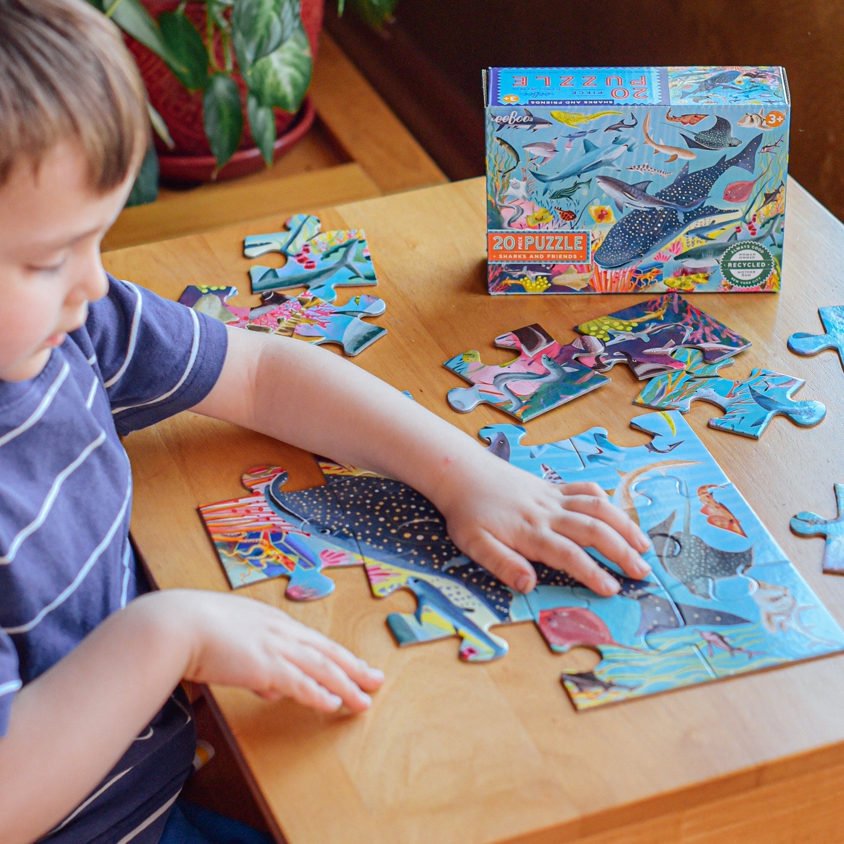 A child eagerly assembles the Eeboo Sharks & Friends 20pc Puzzle on a wooden table, with the Eeboo puzzle box nearby. Among the vibrant pieces, friendly sharks swim into place, capturing preschool attention and sparking curiosity about ocean wonders.