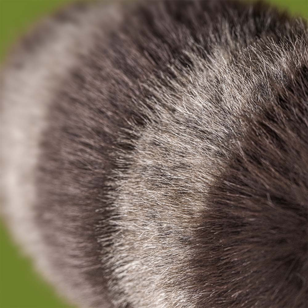 Close-up of a Jellycat Trixiwoo Raccoon plush’s furry, striped tail with dark and light bands, set against a green background.