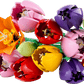 Brighten any space with the LEGO® Botanicals Tulip Bouquet by Legos - Toyhouse, featuring colorful red, yellow, orange, pink, and purple tulips with lush green stems and leaves—ideal for unique floral home decor.