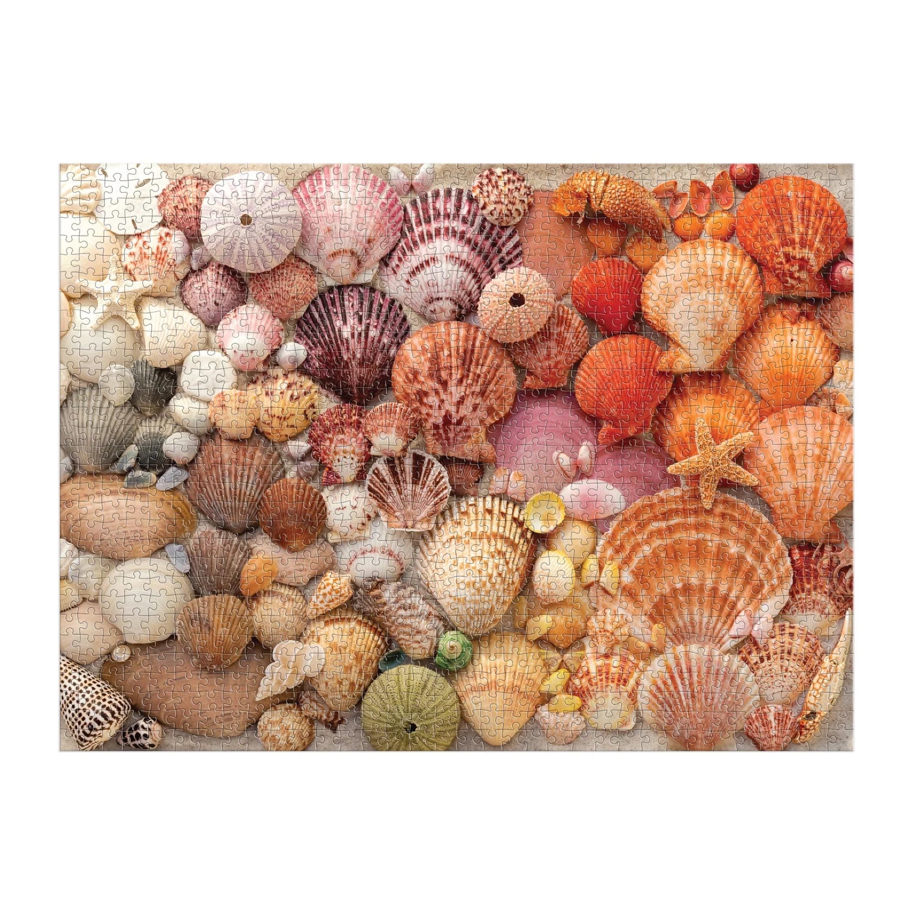 A completed 1000-piece Vibrant Seashells Puzzle by Mudpuppy, featuring assorted seashells and starfish in a variety of colors and sizes arranged closely together.